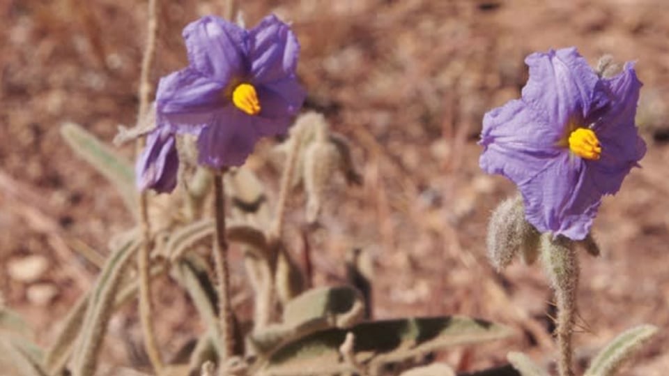 Lilkovitá rostlina Solanum plastisexum má opravdu jedinečné vlastnosti.